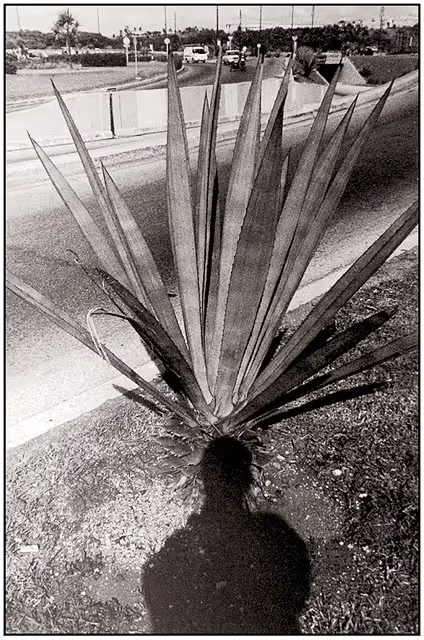 From Dossier Habana album